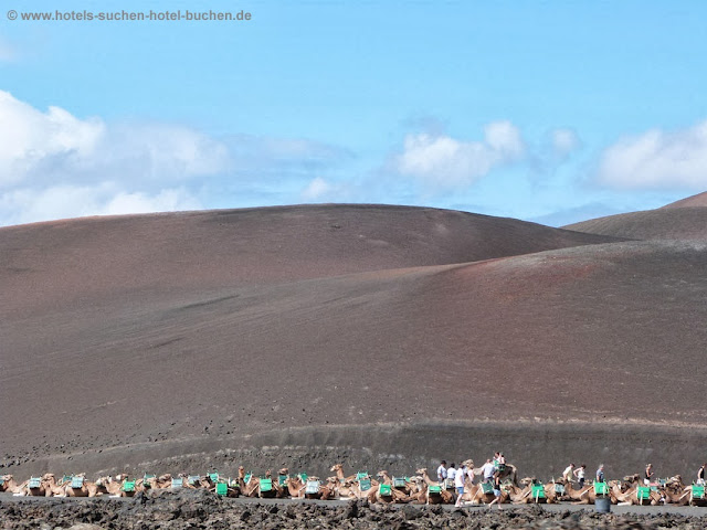 Kamelreiten auf Lanzarote Kamelreiten auf Lanzarote, liegende Kamel Karawane