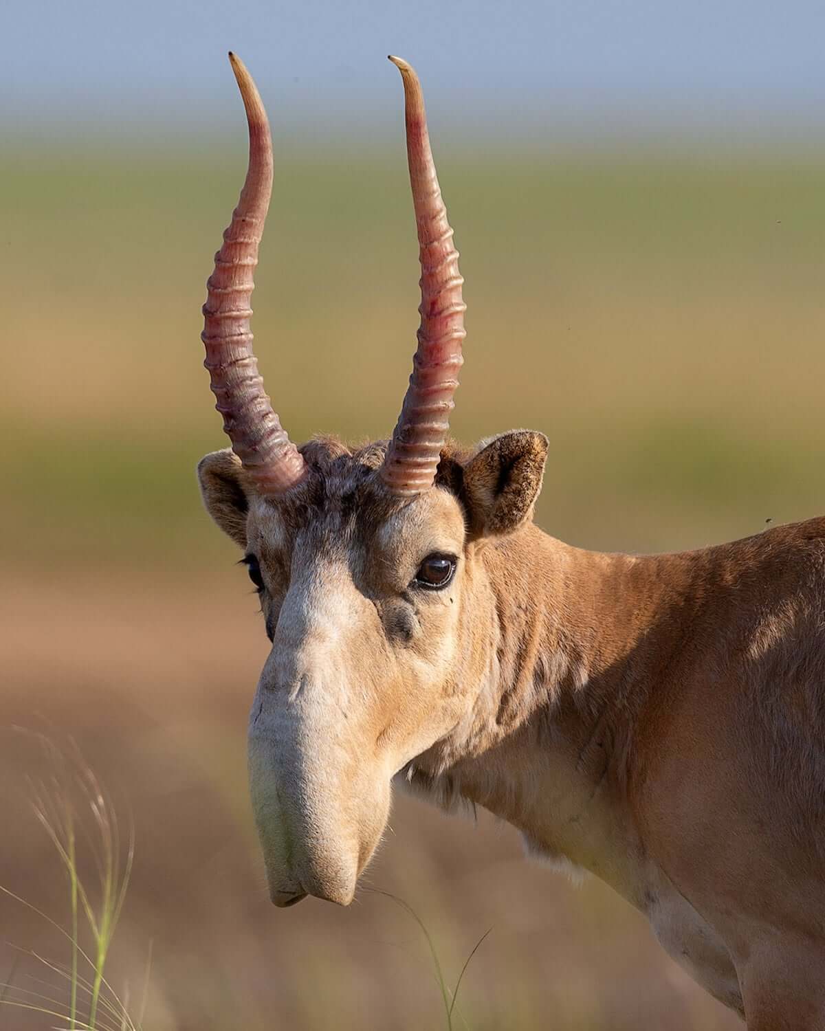 Human-Like Micro-Expressions Of Endangered Animals Across The World (Interview) Human-Like Micro-Expressions Of Endangered Animals Across The World (Interview)