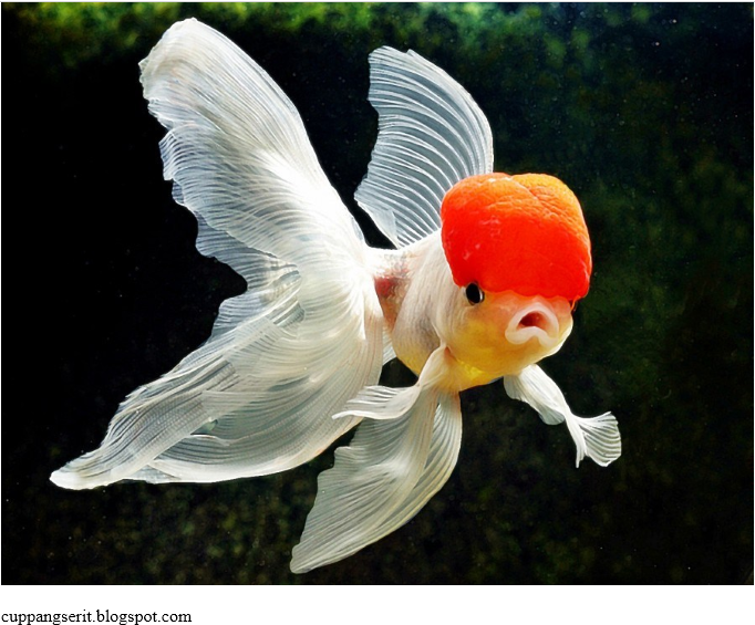 Jenis Ikan Mas Koki Terbaik Dan Terbesar Serta Termahal - cara ternak ikan