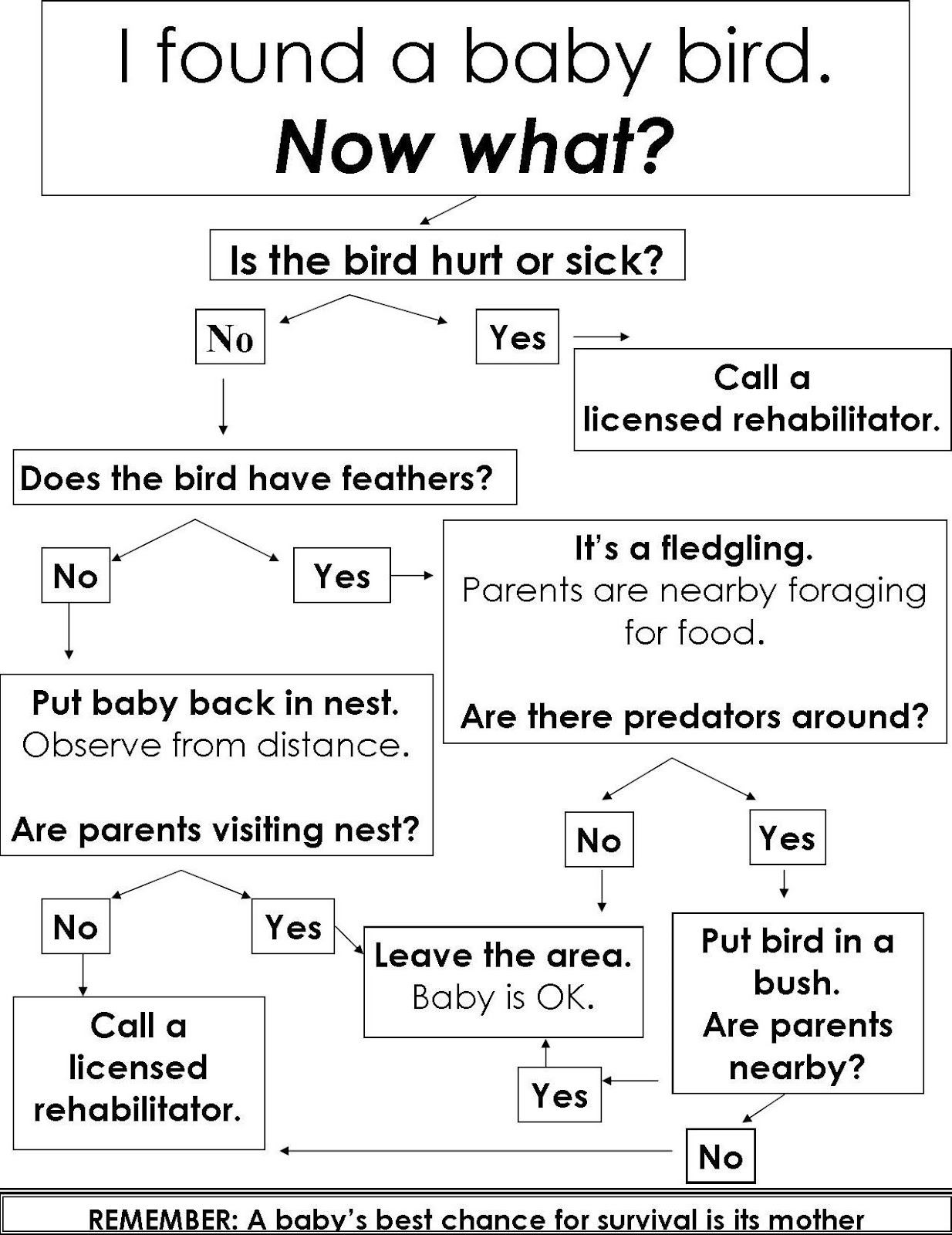 how to take care of a newborn bird