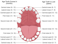Jaw Diagram Jaw Diagram