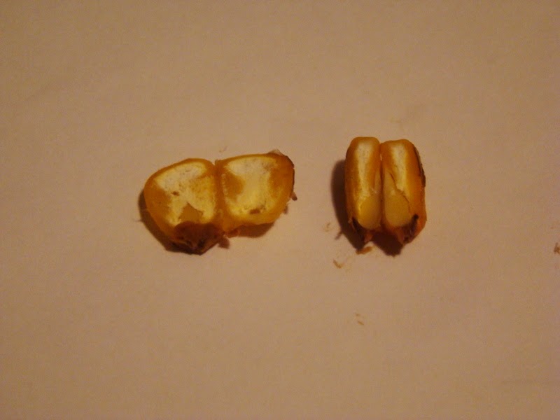 DSC09858.JPG