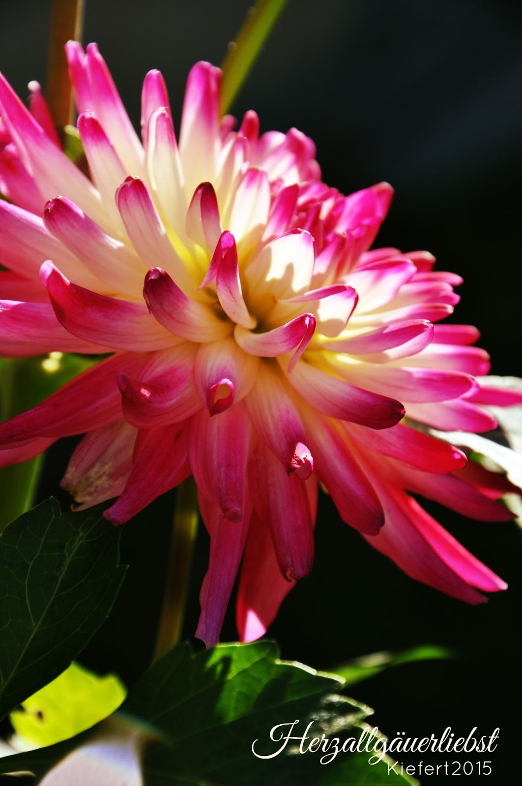 Herzallgauerliebst Viehscheid Auf Der Alpe Derb