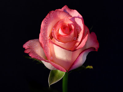 Colorful Pink White Rose Wallpapers