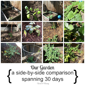 our garden a 30 day comparison