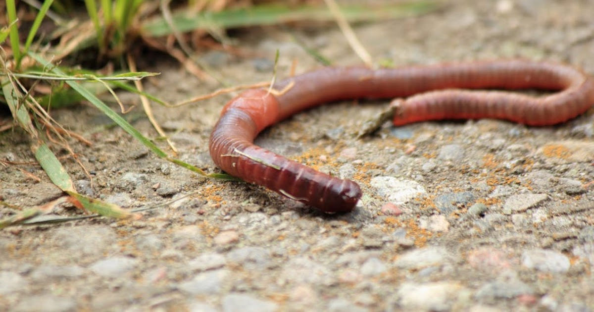 Дождевой червь обитатель. Обыкновенный дождевой червь. Дождевые черви семейства люмбрицид.