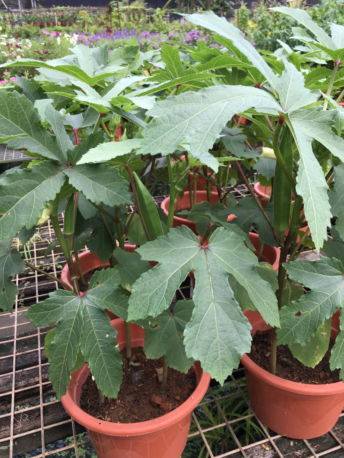 My Vertical Gardens Dwarf Okra Plants
