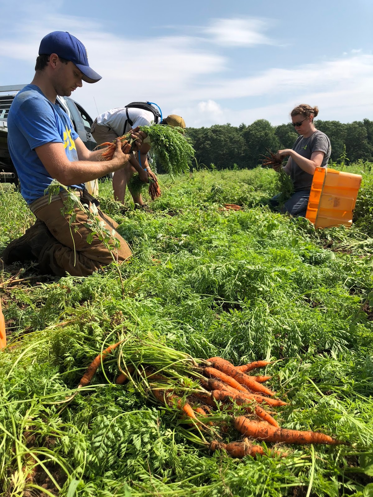 Powisset Farm CSA CSA Week 9 Harvest Hits Full Swing