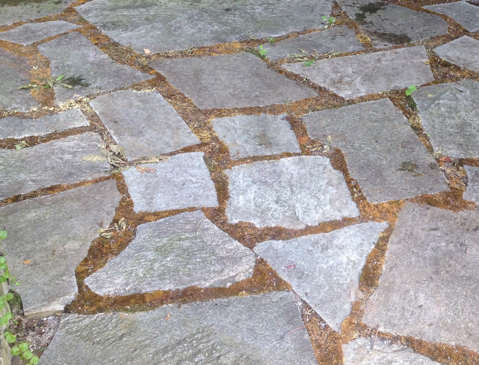 Home and Gardening With Liz Vinegar, Epsom Salt, Dish Soap Weed Killer