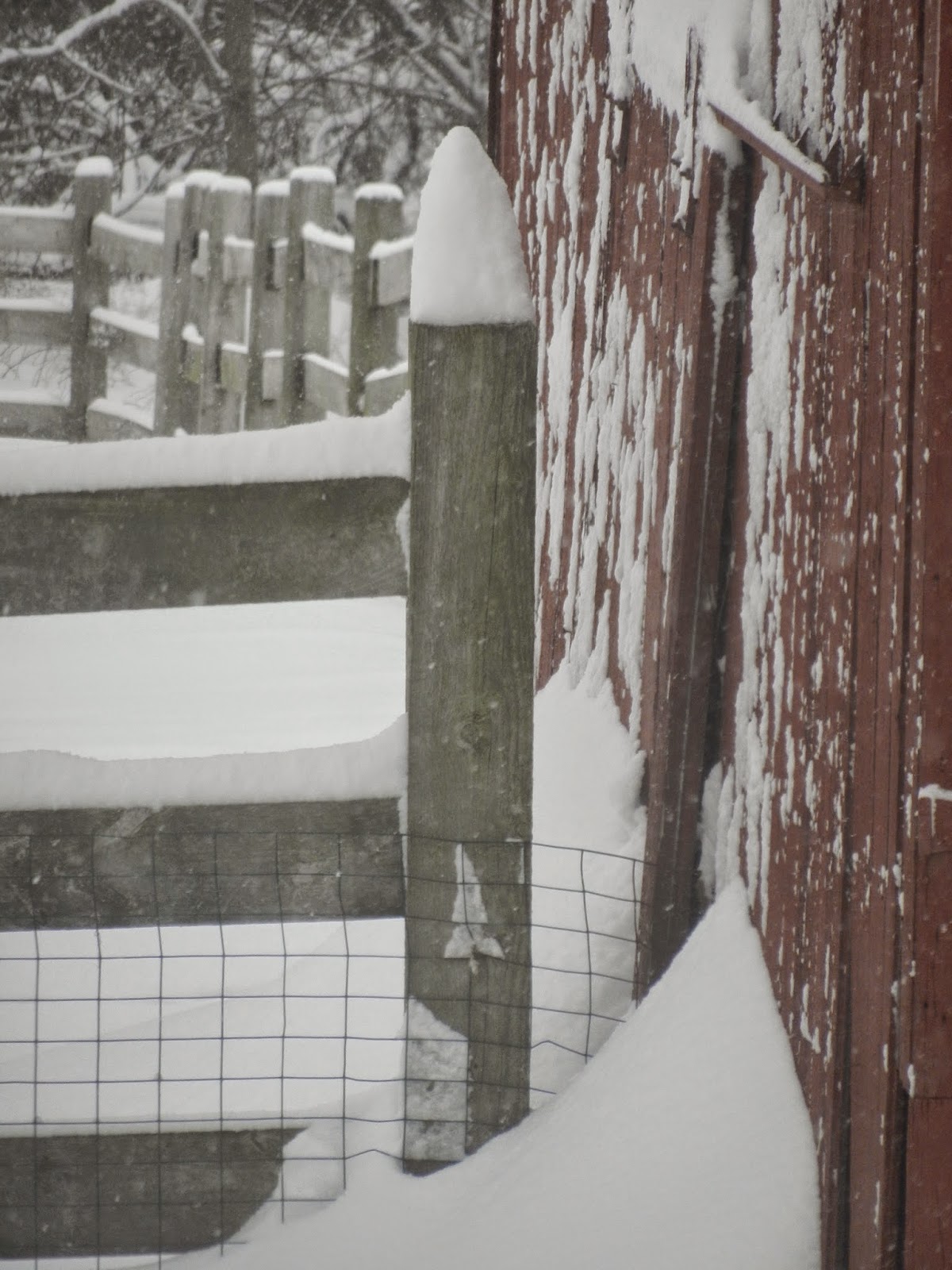 Three Dogs In A Garden Lilacs Planting Care And Pruning