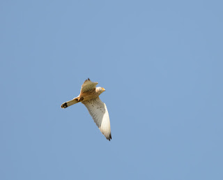 Curso taller Aves del entorno de Doñana 2017. Grupo Local SEO-Sevilla.