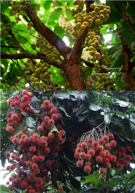 Malaysian Fruit Farmer Wants To Give Away His Fruits So They Won’t Be Wasted Malaysian Fruit Farmer Wants To Give Away His Fruits So They Won’t Be Wasted