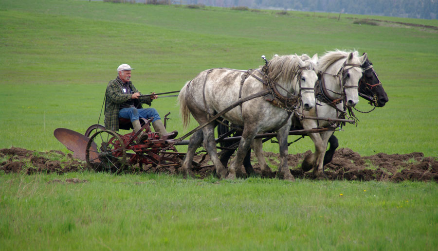 Ross Walker photography Horsedrawn plows