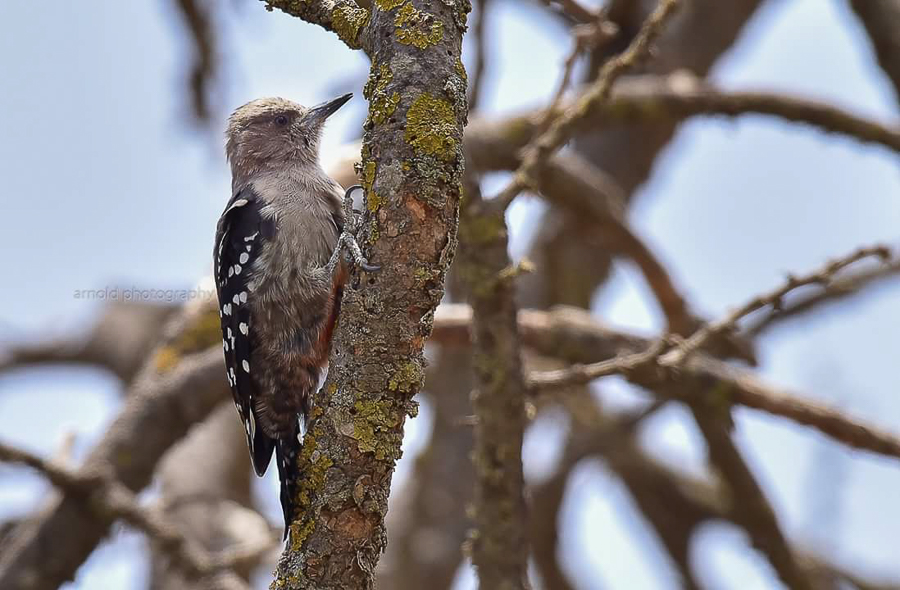 Birds of Saudi Arabia Arabian Woodpecker Record by Arnold Uy