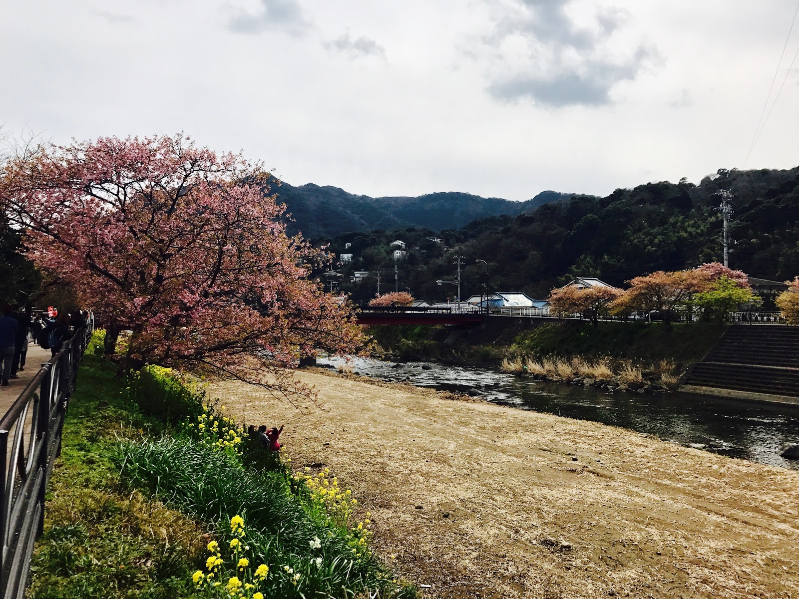Sightseeing in Izu Sakura Viewing at the Kawazu Sakura Festival (伊豆河津