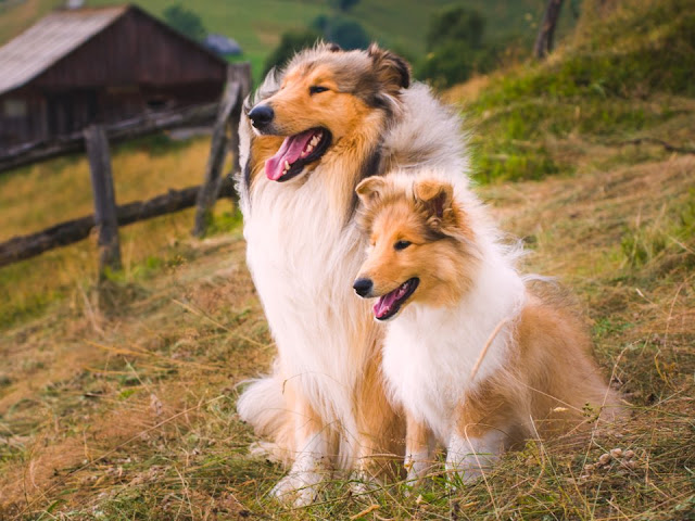 Border collies