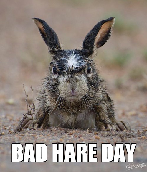 picture of scruffy rabbit says bad hare day