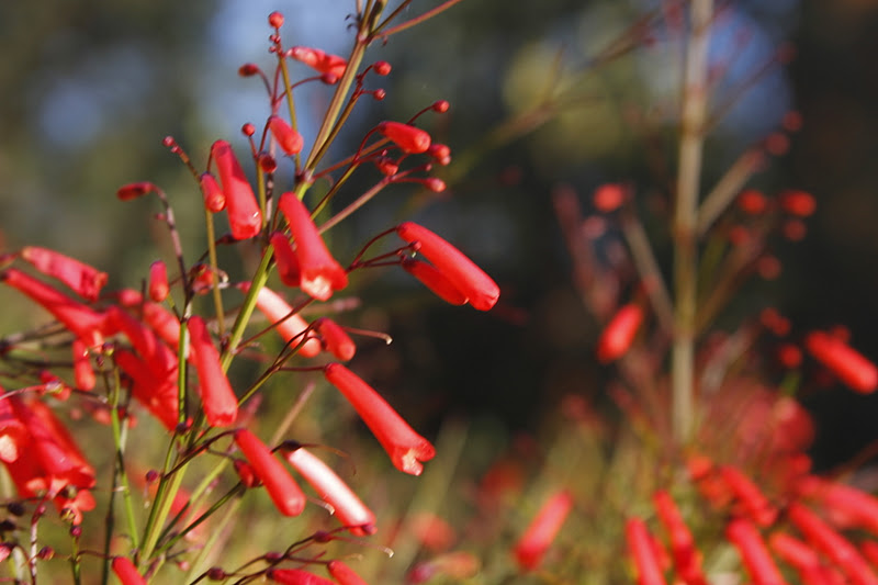 Deserts and Beyond Red bell flowersOur World Tuesday112911
