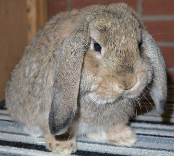 German Lop Rabbit: Characteristics, Uses & Full Breed Information