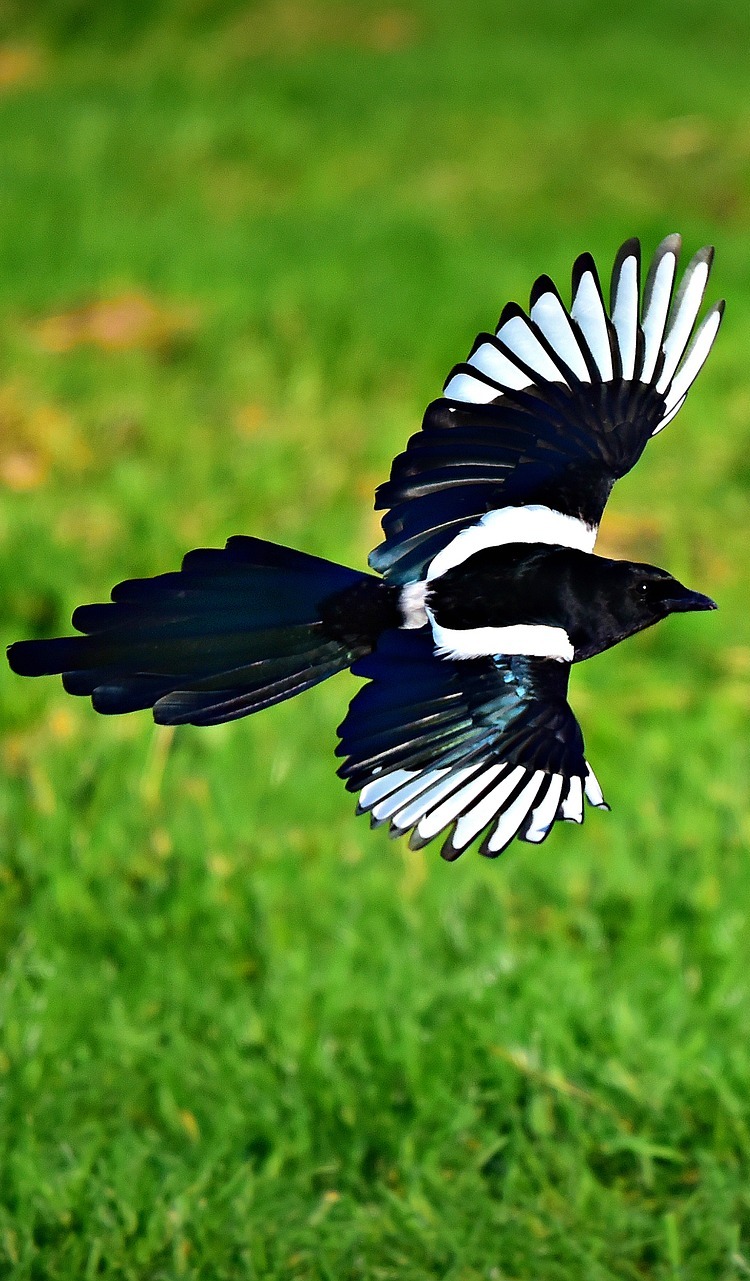 Picture of a magpie in flight.