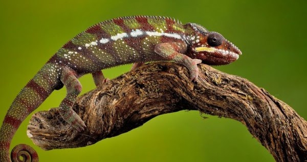 Education Bagaimana Proses Perubahan Warna Pada Bunglon