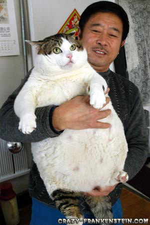 Big Fat White Cat 121