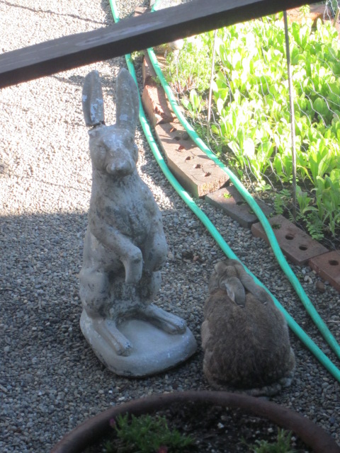 Multiple Chemical Survivor: The Rabbit God