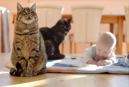 Are Your Cats Safe for Your Baby? Are Your Cats Safe for Your Baby?