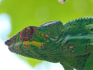 Furcifer pardalis - Caméléon panthère - Endormi Furcifer pardalis - Caméléon panthère - Endormi