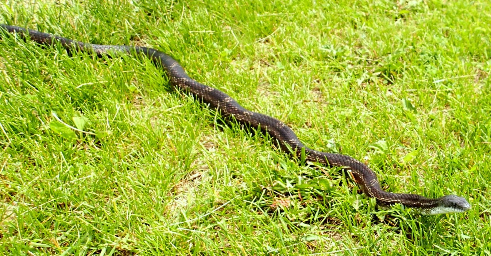 Snakes are longer. Long Snake. Snakes long longer. Black Snake Crawling in length. Long Snake short Snake.