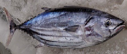  Ikan Pelagis  Jenis dan Ciri Cirinya Kepri Fishing Club