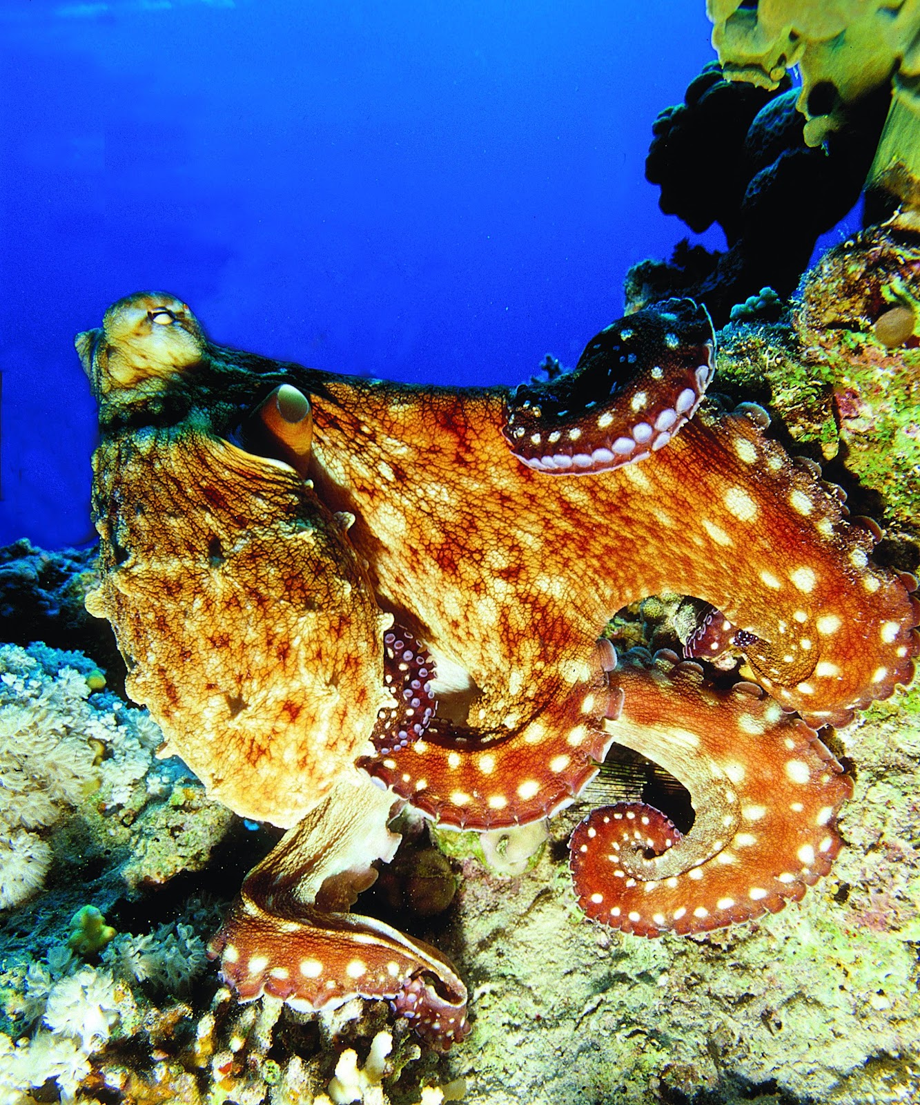 Underwater Centre ~ Dive Seychelles: Octopus everywere Underwater Centre ~ Dive Seychelles: Octopus everywere