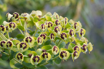 Euphorbia plant at Pantalica.