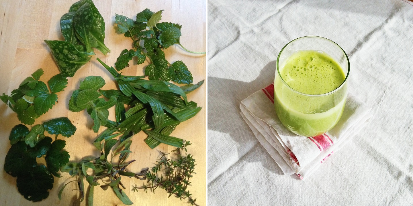 シトロネラの種類 - Cymbopogon Obtectus