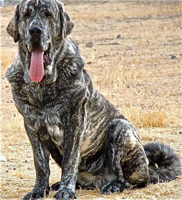 What Are Guardian Breed Dogs