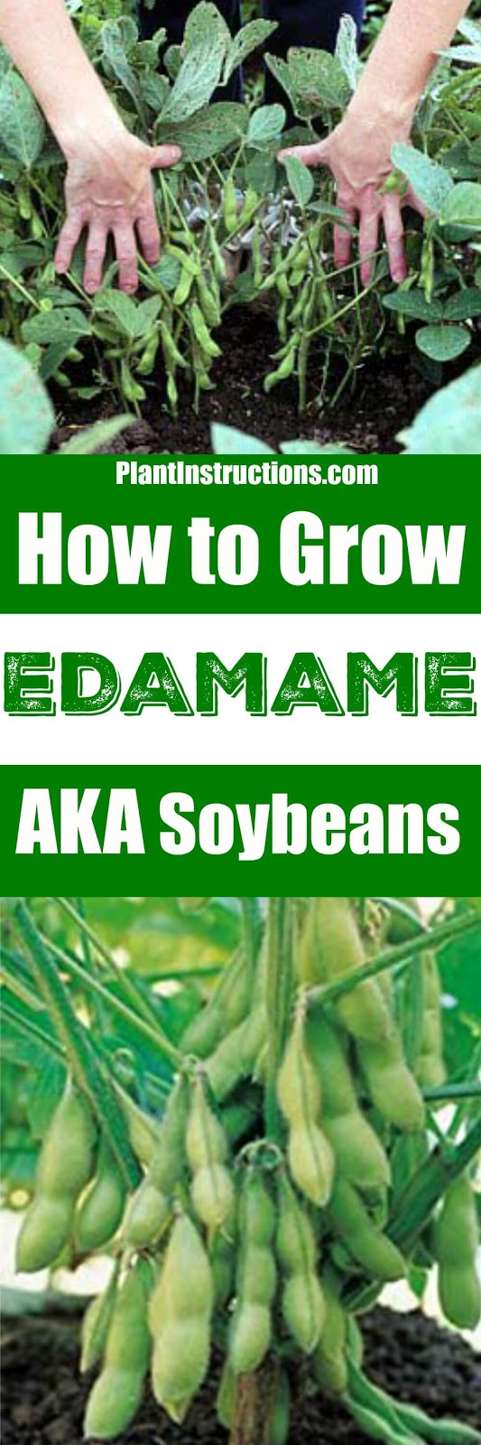 How to Grow Edamame, Tips For Growing and Harvesting Edamame
