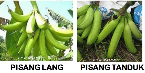 Anim Agro Technology Pisang Lang Dan Pisang Tanduk