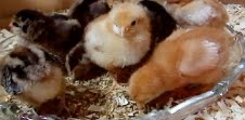 Happy Chicks