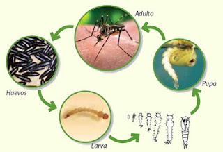 Mosquito Aedes aegypti