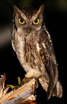 Tropical screech Owl
