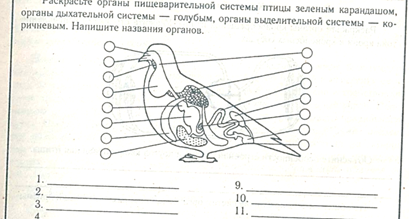 Биология 8 класс тест птицы с ответами