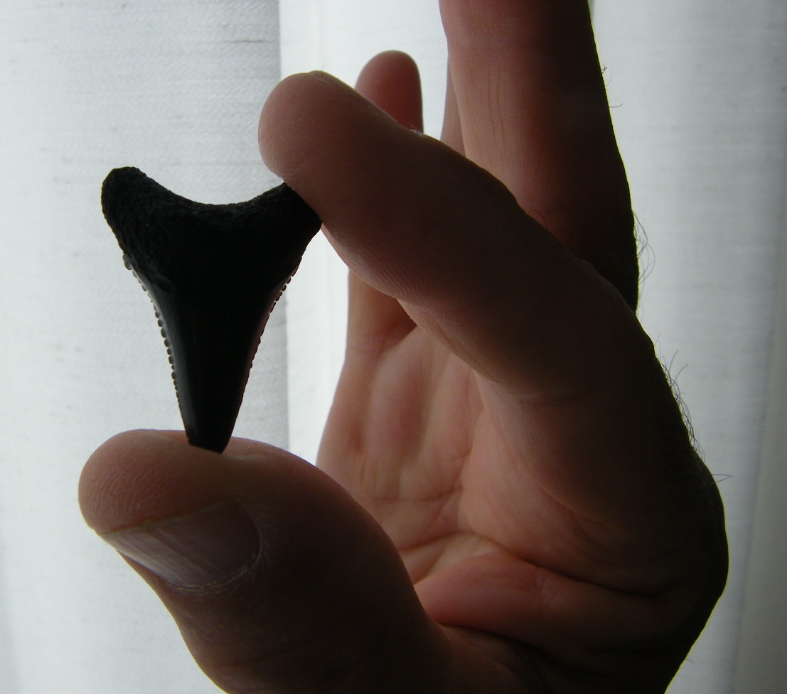 ... on our beach walk today. It's the biggest sharks tooth I've ever seen