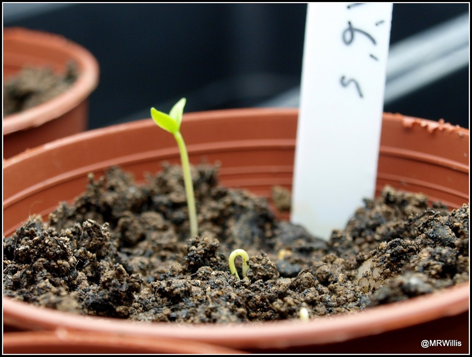 Mark's Veg Plot Germination begins...
