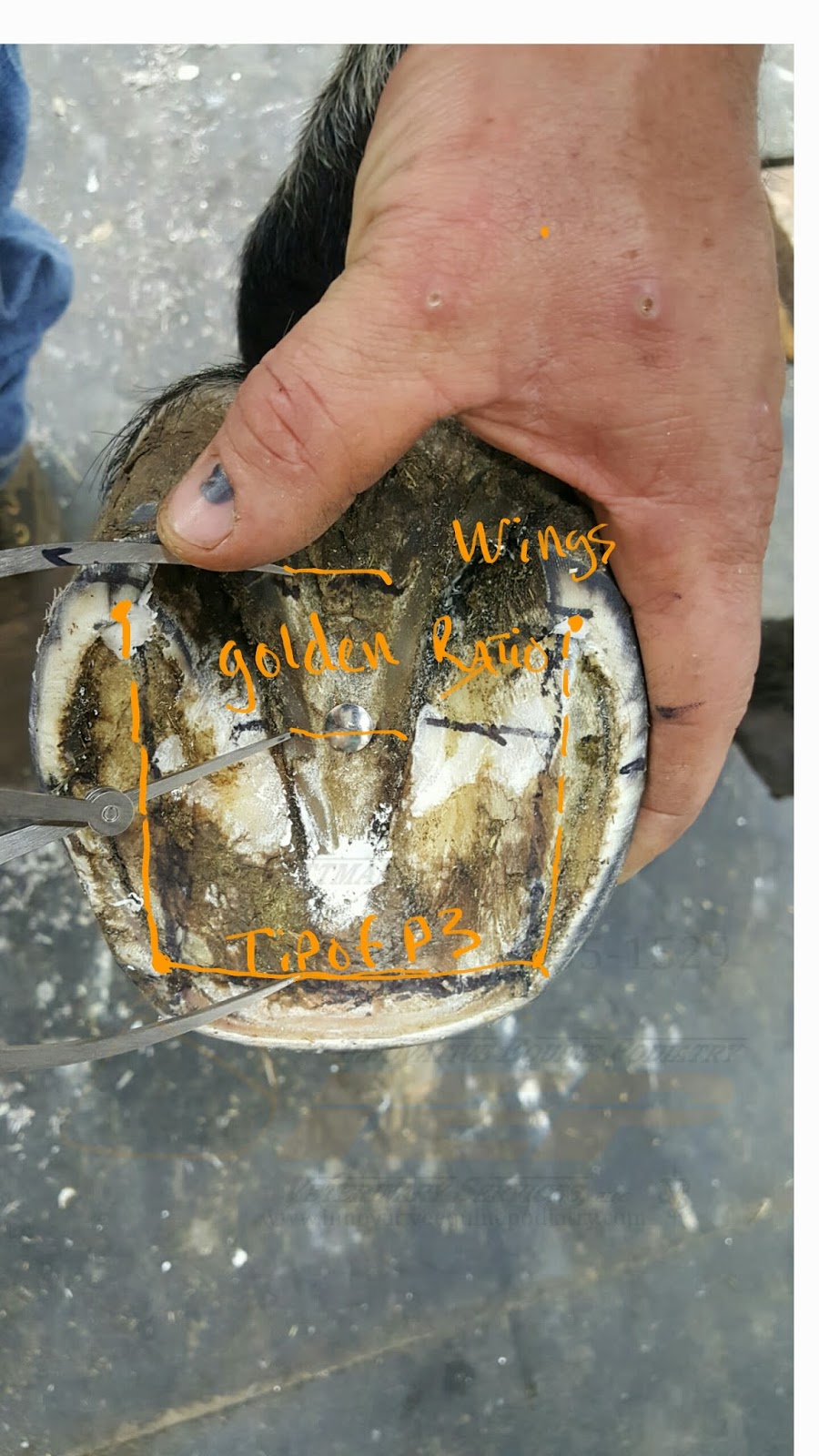 Innovative Equine Podiatry Hoof mapping