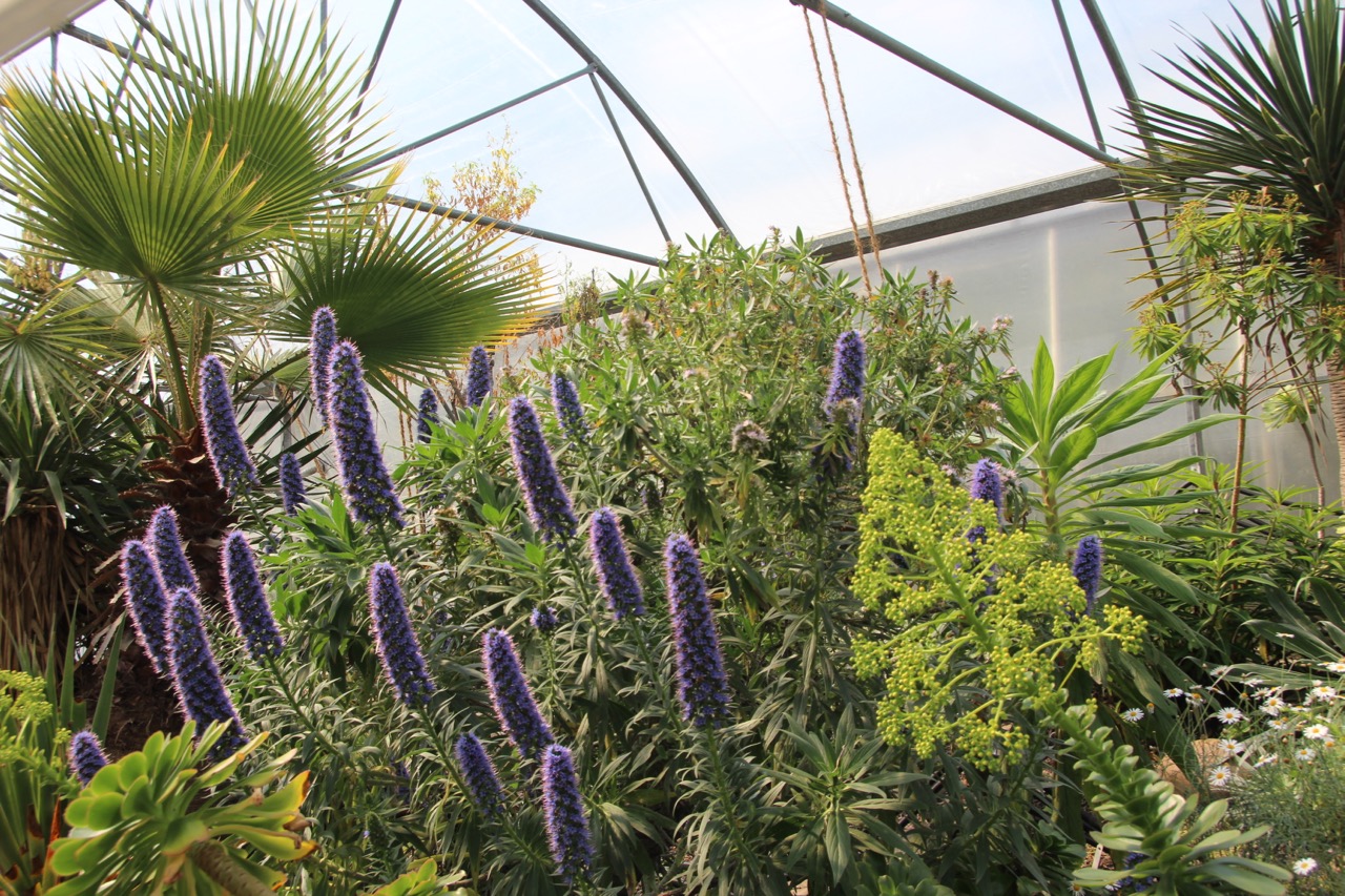 Botanischer Garten Dresden im Mai (1) Bergblumengarten
