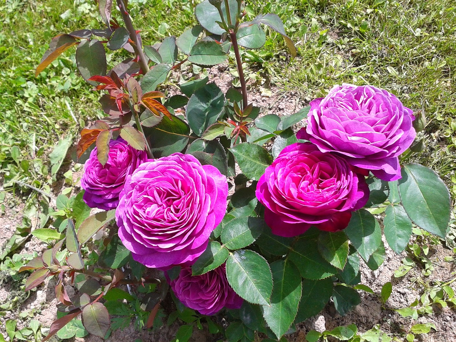 Ranczo Elma: Róża (Rosa) Fisherman's Friend