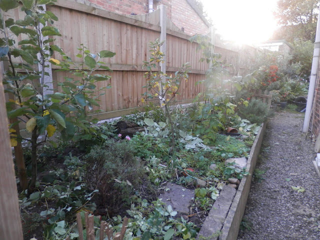 Diary of a permaculture (ish) garden, September and October 2018. From UK garden blogger secondhandsusie.blogspot.com #ukpermaculture #ukgardenblogger #suburbangarden #gardening