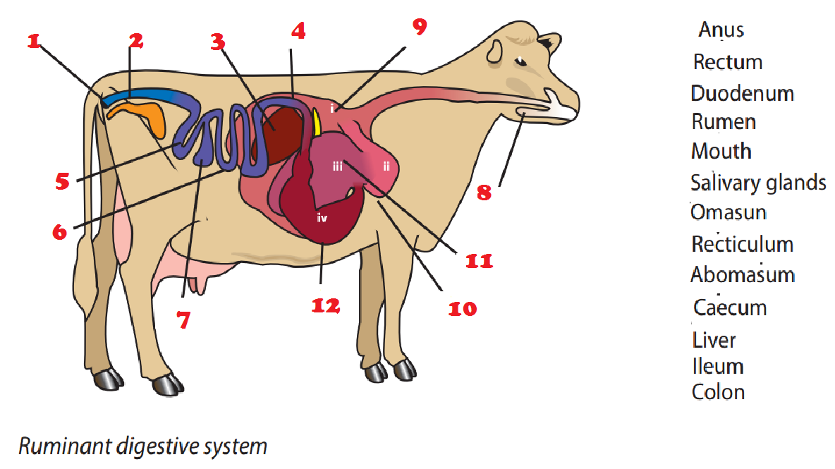 Magh Ag Sci: Ruminant Digestion stomach diagram labelled 