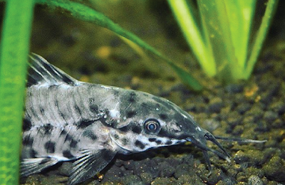 Habitat & karakteristik Hoplo Catfish