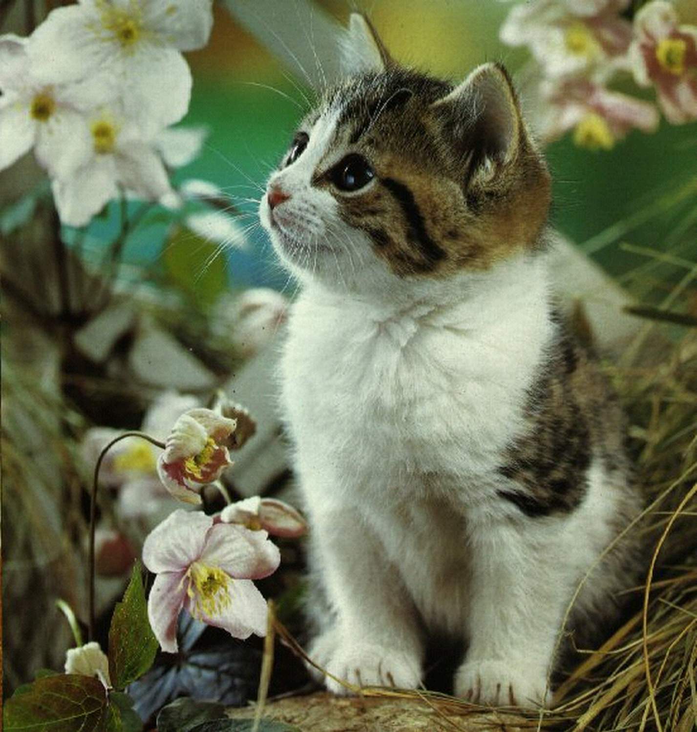Gambar Anak Kucing Imut Tempat Sharing Imuet
